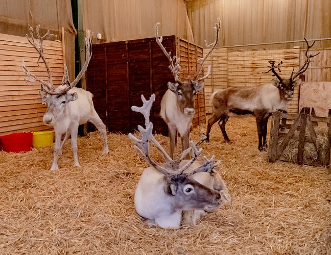 nutley farm reindeer